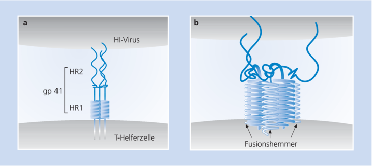 Fusionsinhibitoren in der Behandlung der HIV-Infektion - 01 - 2004 - Heftarchiv - AMT
